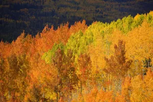 Colorado, Near Steamboat Springs, Autumn Aspen Trees On Buffalo Pass Colorado, Near Steamboat Springs, Autumn Aspen Trees On Buffalo Pass