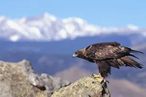 Colorado, Roosevelt National Forest, Golden Eagle (Aquila Chrysaetos) Colorado, Roosevelt National Forest, Golden Eagle (Aquila Chrysaetos)