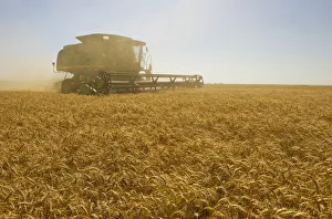 A Combine Harvester Works A Field Of Winter Wheat, Near Nesbitt, Manitoba A Combine Harvester Works A Field Of Winter Wheat, Near Nesbitt, Manitoba