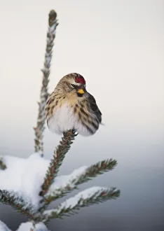 A Common Redpoll (Carduelis Flammea) Perches Atop A Snowy Spruce Tree On A Frigid A Common Redpoll (Carduelis Flammea) Perches Atop A Snowy Spruce Tree On A Frigid