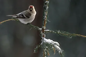 Common Redpolls In Spruce Tree During Snowstorm In Ak Winter Common Redpolls In Spruce Tree During Snowstorm In Ak Winter