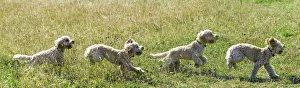 Composite Of A Blond Cockapoo Running Across A Grass Field; South Shields, Tyne And Wear, England Composite Of A Blond Cockapoo Running Across A Grass Field; South Shields, Tyne And Wear, England