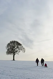 Couple Pulling Child On Sledge Up Hill Covered In Snow Towards Solitary Oak Tree,Petersfield, Hants, Uk Couple Pulling Child On Sledge Up Hill Covered In Snow Towards Solitary Oak Tree,Petersfield, Hants, Uk