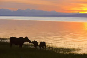Cow And Two Calf Moose Feeding Along The Tony Knowles Coastal Trail At Sunset During Summer In Anchorage Cow And Two Calf Moose Feeding Along The Tony Knowles Coastal Trail At Sunset During Summer In Anchorage
