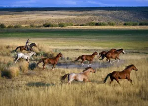 Cowboy Riding With Herd Of Horses; Senaca, Oregon, Usa Cowboy Riding With Herd Of Horses; Senaca, Oregon, Usa