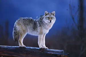Coyote Standing On Log Alaska Wildlife Conservation Center Winter Sc Alaska Coyote Standing On Log Alaska Wildlife Conservation Center Winter Sc Alaska