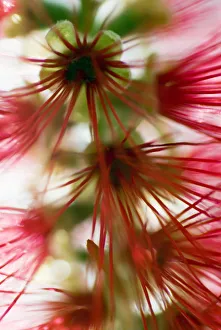 Crimson Bottlebrush (Callistemon Citrinus), Abstract Of Flower Detail Crimson Bottlebrush (Callistemon Citrinus), Abstract Of Flower Detail