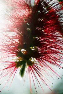 Crimson Bottlebrush (Callistemon Citrinus), Close-Up Of Blossom Crimson Bottlebrush (Callistemon Citrinus), Close-Up Of Blossom