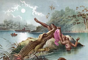 Historical Collection: A Crocodile Attacking A Native Woman In Africa In The 19Th Century