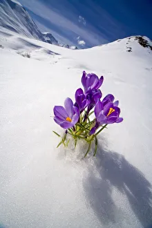 Crocus Flower Peeking Up Through The Snow In Spring. Southcentral Alaska Crocus Flower Peeking Up Through The Snow In Spring. Southcentral Alaska