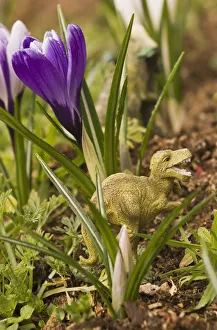Crocuses In Bloom In Springtime With A Dinosaur Sculpture; Astoria, Oregon, United States Of America Crocuses In Bloom In Springtime With A Dinosaur Sculpture; Astoria, Oregon, United States Of America