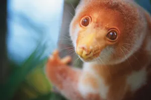 A Cuscus (Papua New Guinea Tree Possum); Papua New Guinea A Cuscus (Papua New Guinea Tree Possum); Papua New Guinea