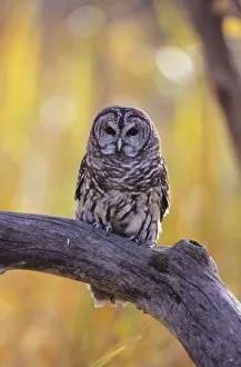 Dark Eyed Barred Owl (Strix Varia) perching on cottonwood tree; North America Dark Eyed Barred Owl (Strix Varia) perching on cottonwood tree; North America