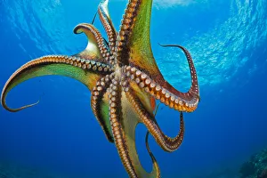 Day Octopus (Octopus Cyanea) In Mid-Water; Hawaii, United States Of America Day Octopus (Octopus Cyanea) In Mid-Water; Hawaii, United States Of America