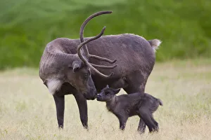 A Day Old Reindeer Calf Is Nuzzled By Its Mother In A Grassy Field, Alaska Wildlife Conservation Center A Day Old Reindeer Calf Is Nuzzled By Its Mother In A Grassy Field, Alaska Wildlife Conservation Center