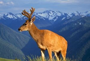 Images Dated 27th February 2006: Deer With Antlers, Mountain Range In Background, Olympic National Park