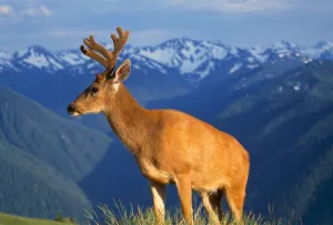 Deer With Antlers, Mountain Range In Background, Olympic National Park Deer With Antlers, Mountain Range In Background, Olympic National Park