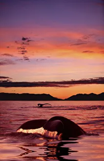 Digital Humpback Whale Tails @ Sunset Se Alaska Scenic Chatham Strait/Ncomposite Digital Humpback Whale Tails @ Sunset Se Alaska Scenic Chatham Strait/Ncomposite