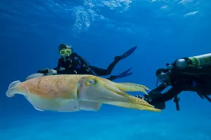 Divers On Underwater Scooters And A Common Cuttlefish (Sepia Officinalis); Palau, Micronesia Divers On Underwater Scooters And A Common Cuttlefish (Sepia Officinalis); Palau, Micronesia