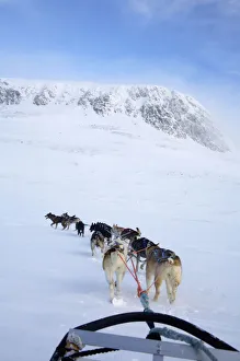 Dogs Pulling Sled Towards Hallingskarvet Mountain Dogs Pulling Sled Towards Hallingskarvet Mountain