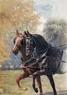 Historical Collection: In Double Harness. Illustration By Lucy Kemp Welch From The Book Black Beauty By A