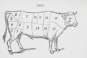 Drawing Of Bullock Marked To Show 18 Different Cuts Of Meat Drawing Of Bullock Marked To Show 18 Different Cuts Of Meat