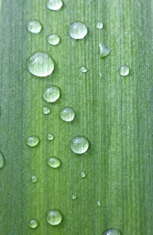 Drops Of Water On A Green Leaf; Northumberland, England Drops Of Water On A Green Leaf; Northumberland, England