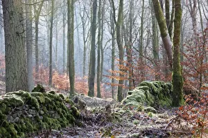 Dumfries, Scotland; A Forest With Frost On The Ground Dumfries, Scotland; A Forest With Frost On The Ground