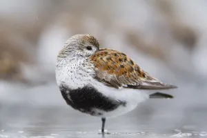 Dunlin Roosting With Western Sandpipers On Mudflats Of Hartney Bay, Near Cordova On Copper River Delta Dunlin Roosting With Western Sandpipers On Mudflats Of Hartney Bay, Near Cordova On Copper River Delta