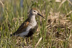 Dunlin Standing In Tall Sedge Grass On Arctic Tundra North Slope Alaska Summer Dunlin Standing In Tall Sedge Grass On Arctic Tundra North Slope Alaska Summer