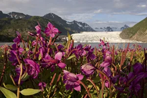 Dwarf Fireweed Growing On The Shoreline Of Grewingk Glacier Lake W/Glacier In Background Dwarf Fireweed Growing On The Shoreline Of Grewingk Glacier Lake W/Glacier In Background