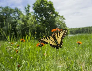 Eastern Tiger Swallowtail (Papilio Glaucus) Butterfly Resting On Flowers; Ontario, Canada Eastern Tiger Swallowtail (Papilio Glaucus) Butterfly Resting On Flowers; Ontario, Canada