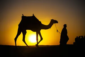 An Egyptian Man Silhouetted By The Setting Sun, Leads A Camel Across The Desert; Cairo, Egypt An Egyptian Man Silhouetted By The Setting Sun, Leads A Camel Across The Desert; Cairo, Egypt