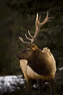 Elk (Cervus Canadensis); Bull Elk Looking To The Side Elk (Cervus Canadensis); Bull Elk Looking To The Side