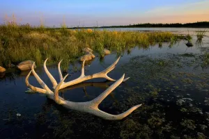 An Elks Horns Lay In The Water At Astotin Lake In Elk Island National Park; Alberta An Elks Horns Lay In The Water At Astotin Lake In Elk Island National Park; Alberta