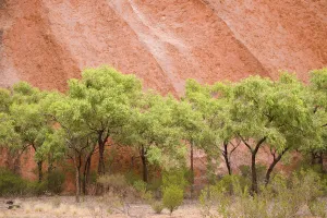 Eucalyptus Trees At Ayer's Rock In Uluru-Kata Tjuta National Park; Northern Territory, Australia Eucalyptus Trees At Ayer's Rock In Uluru-Kata Tjuta National Park; Northern Territory, Australia