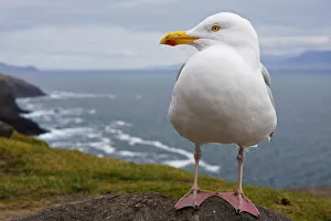 European Herring Gull (Larus Argentatus) Perched On A Rock On Slea Head On The Dingle European Herring Gull (Larus Argentatus) Perched On A Rock On Slea Head On The Dingle