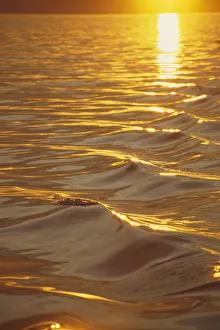 Evening Warm Light Reflecting Across Gentle Ocean Waves Inside Passage Southeast Alaska Summer Evening Warm Light Reflecting Across Gentle Ocean Waves Inside Passage Southeast Alaska Summer