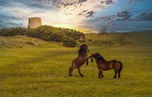 Exmoor ponies playing in a field at the Cleadon Hills Windmill, Tyne and Wear, England, UK Exmoor ponies playing in a field at the Cleadon Hills Windmill, Tyne and Wear, England, UK
