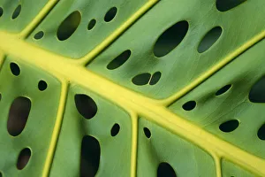 Extreme Close-Up Of An Ape Plant, Symmetrical Holes Extreme Close-Up Of An Ape Plant, Symmetrical Holes