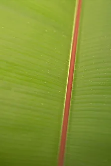 Extreme Close-Up Detail Of Banana Leaf, Green With Red Stem, Vein Texture Extreme Close-Up Detail Of Banana Leaf, Green With Red Stem, Vein Texture