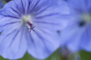 Extreme Close-Up Of A Blue Geranium; Alaska, United States Of America Extreme Close-Up Of A Blue Geranium; Alaska, United States Of America