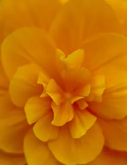 Extreme Close-Up Of Orange Begonia Blossom, Soft Focus C1660 Extreme Close-Up Of Orange Begonia Blossom, Soft Focus C1660