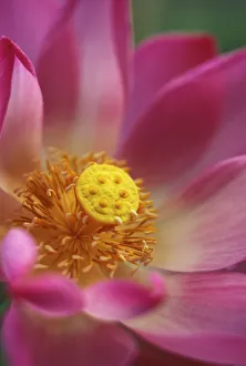 Extreme Close-Up Of Pink And White Lotus Blossom With Yellow Center Extreme Close-Up Of Pink And White Lotus Blossom With Yellow Center