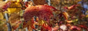 Fall Colors On The Leaves In Killbear Provincial Park, Ontario. Fall Colors On The Leaves In Killbear Provincial Park, Ontario.