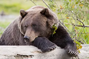 A Female Brown Bear Lays Draped Over A Log, Alaska Wildlife Conservation Center, Southcentral Alaska, Summer. Captive A Female Brown Bear Lays Draped Over A Log, Alaska Wildlife Conservation Center, Southcentral Alaska, Summer. Captive
