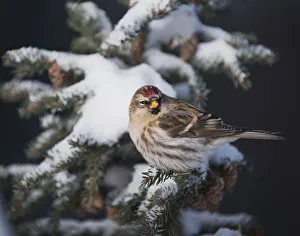 A Female Common Redpoll (Carduelis Flammea) Perches On A Snowy Spruce Tree On A Cold A Female Common Redpoll (Carduelis Flammea) Perches On A Snowy Spruce Tree On A Cold