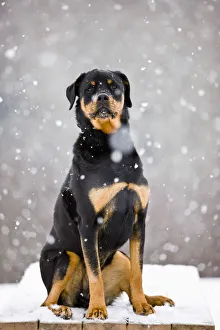 Female Rottweiler Sitting On Top Of A Picnic Table During A Snow Storm, Bradford, Ontario Female Rottweiler Sitting On Top Of A Picnic Table During A Snow Storm, Bradford, Ontario