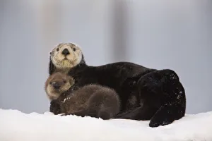 Female Sea Otter Hauled Out On A Snow Mound With Newborn Pup, Prince William Sound, Alaska, Southcentral, Winter Female Sea Otter Hauled Out On A Snow Mound With Newborn Pup, Prince William Sound, Alaska, Southcentral, Winter