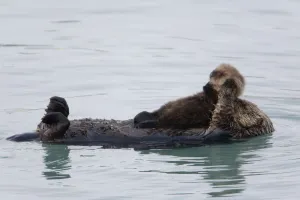 Female Sea Otter Holds Newborn Pup While Floating In Prince William Sound, Alaska, Southcentral, Winter Female Sea Otter Holds Newborn Pup While Floating In Prince William Sound, Alaska, Southcentral, Winter